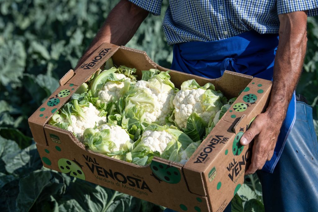 Il cavolfiore estivo Vip Val Venosta