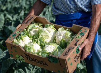 Val Venosta, partita la stagione del cavolfiore di montagna Il cavolfiore estivo Vip Val Venosta