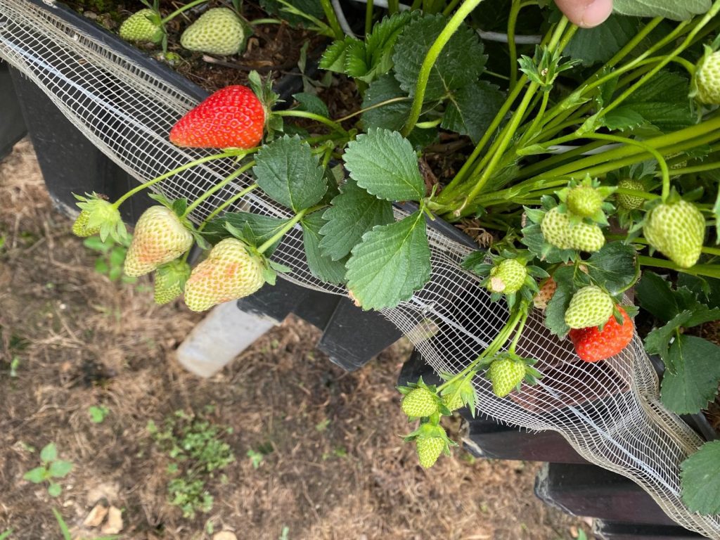 Le fragole coltivate in serra in alta montagna da Fragoleinquota