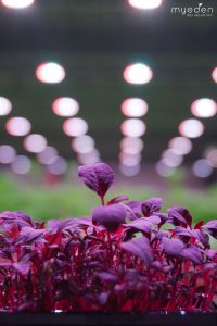Germogli da vertical farming My Eden