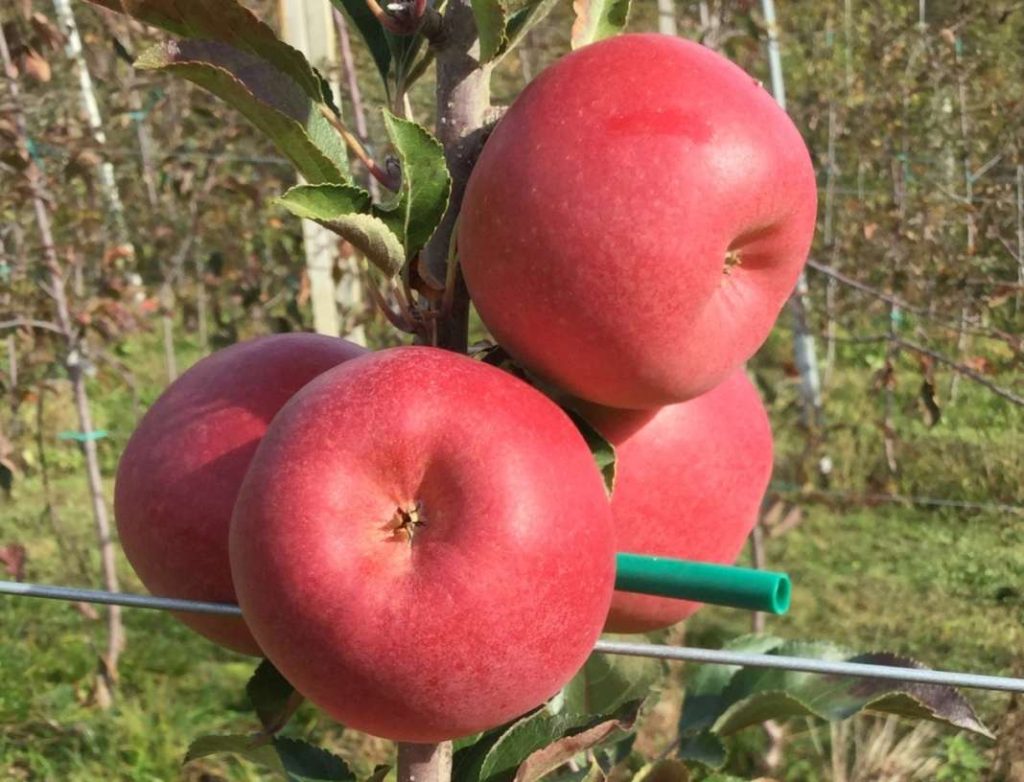 Il rilancio del territorio passa anche dall'innovazione varietale: la mela Bernina, una cultivar sviluppata dall'Università di Bologna per la Valtellina