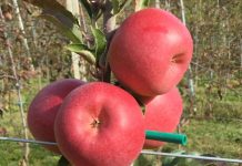 Il rilancio del territorio passa anche dall'innovazione varietale: la mela Bernina, una cultivar sviluppata dall'Università di Bologna per la Valtellina