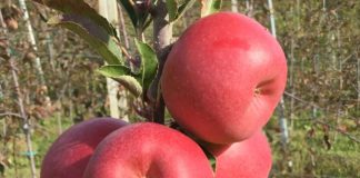 Il rilancio del territorio passa anche dall'innovazione varietale: la mela Bernina, una cultivar sviluppata dall'Università di Bologna per la Valtellina