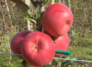 Il rilancio del territorio passa anche dall'innovazione varietale: la mela Bernina, una cultivar sviluppata dall'Università di Bologna per la Valtellina