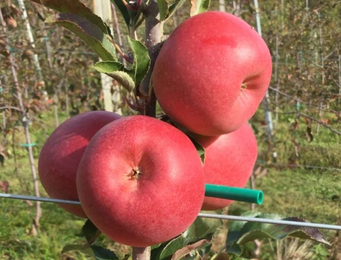 bernina_mela Il rilancio del territorio passa anche dall'innovazione varietale: la mela Bernina, una cultivar sviluppata dall'Università di Bologna per la Valtellina