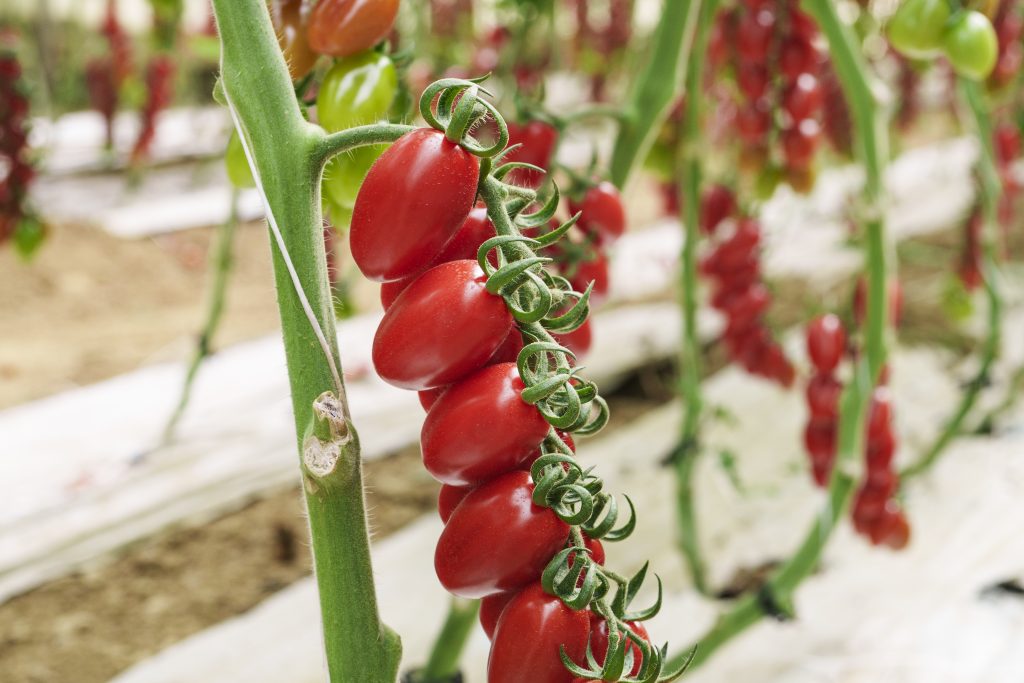 Kinino RZ F1, nuovo datterino di Rijk Zwaan