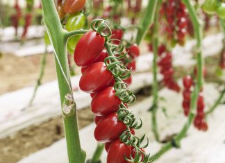 Kinino RZ F1, la nuova varietà di datterino Rijk Zwaan Kinino RZ F1, nuovo datterino di Rijk Zwaan