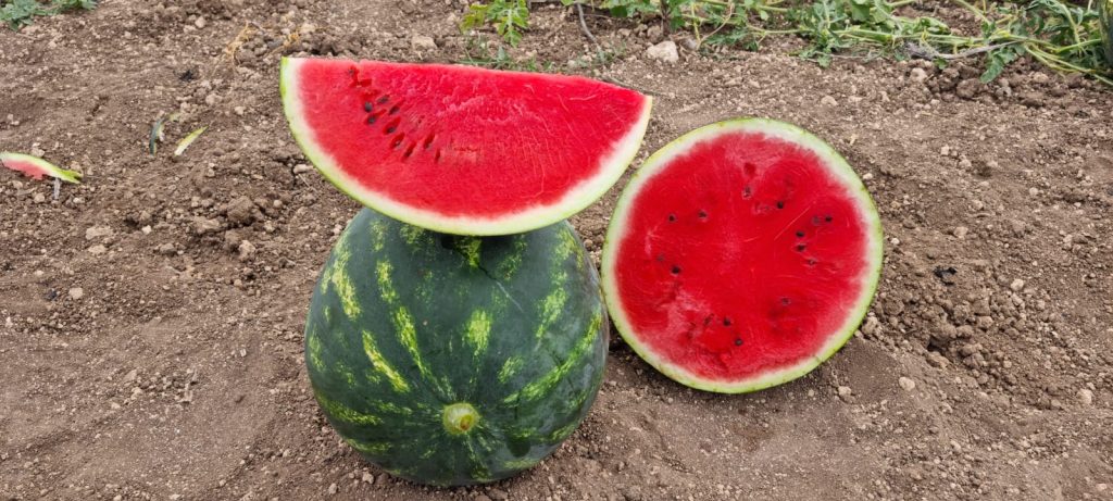 La nuova varietà di anguria Rebecca sviluppata da Esasem