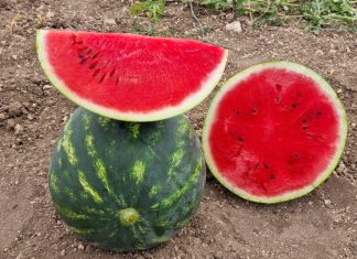 Esasem presenta le angurie con microsemi #vocidell’ortofrutta La nuova varietà di anguria Rebecca sviluppata da Esasem