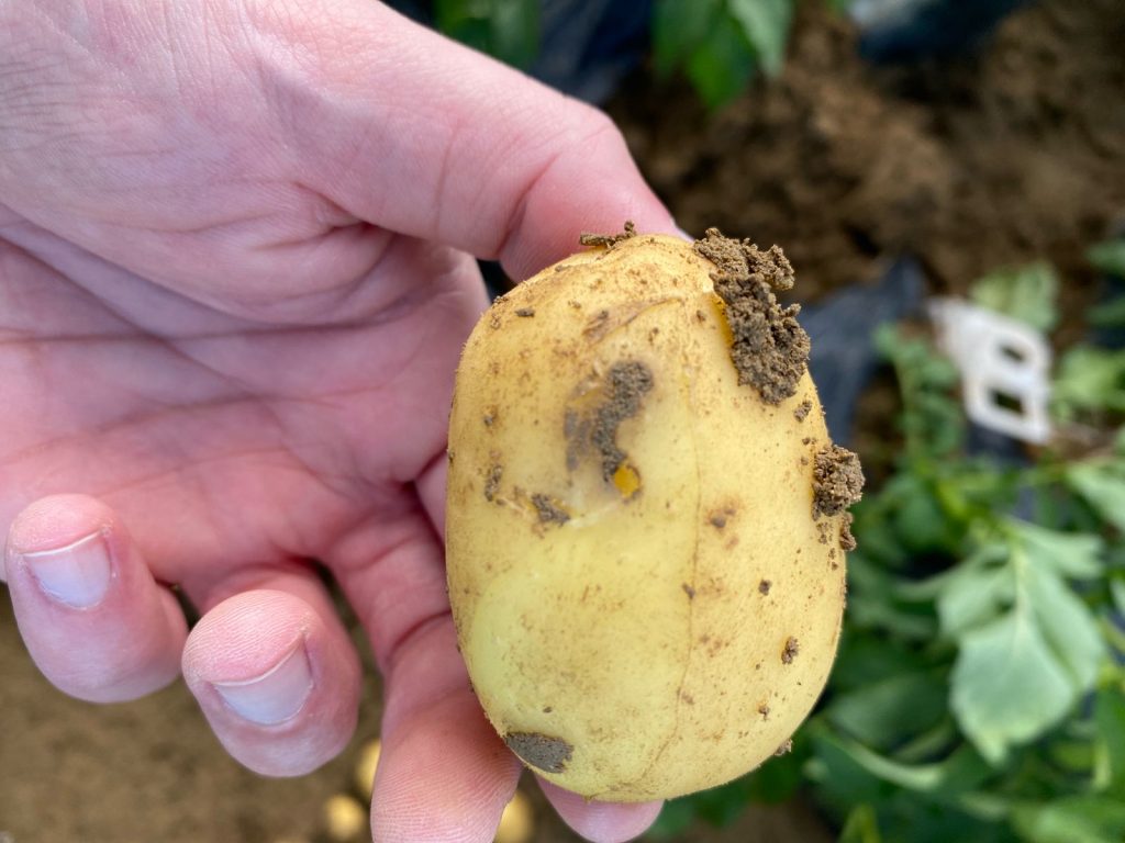 Danni da insetti (elateridi) sulla patata