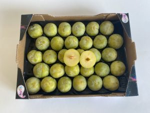 Susine Metis Sunny Day