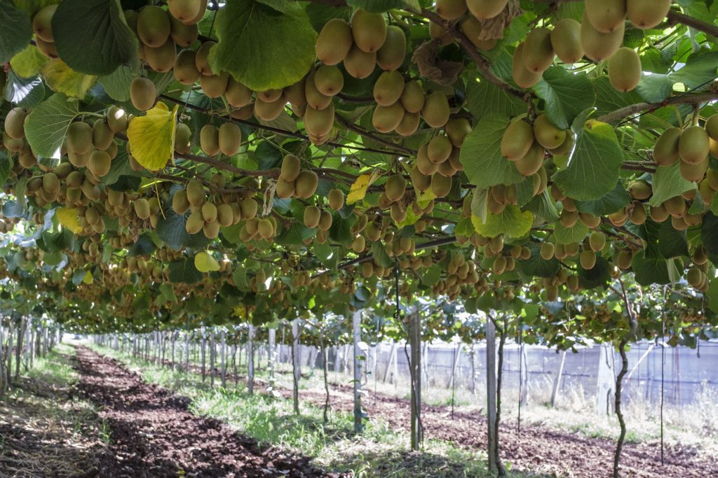 Kiwi Zespri SunGold