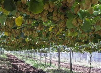 Zespri, ai fornitori italiani ritorni record per il kiwi SunGold: 3,23 euro al kg Kiwi Zespri SunGold