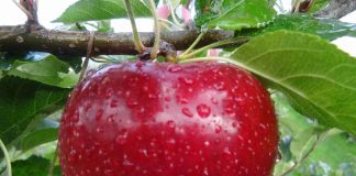 mela bio Val Venosta