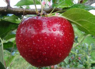 mela bio Val Venosta