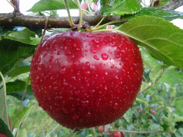 mela bio Val Venosta mela bio Val Venosta