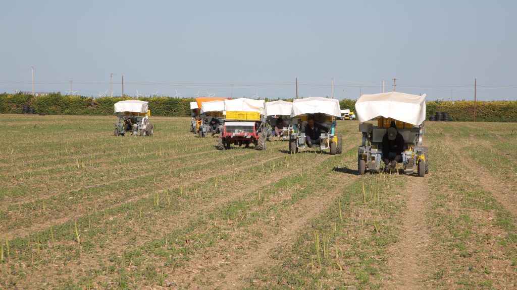 Cooperativa Apofruit raccolta di asparagi