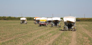 Cooperativa Apofruit raccolta di asparagi