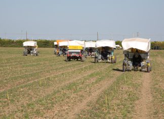 Liquidazione primaverile: 22 milioni ai soci Apofruit Cooperativa Apofruit raccolta di asparagi