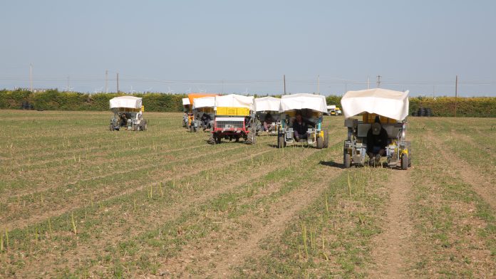 Cooperativa Apofruit raccolta di asparagi