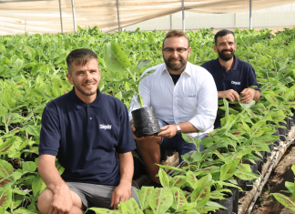 Chiquita avvia la prima produzione di banane bio made in Sicilia Coltivatori Chiquita (credits Gaetano Piccione e Giovanni Migliorisi)