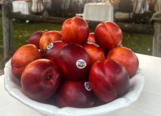 Le Pesche e Nettarine di Romagna Igp sono sempre più apprezzate in Italia e all'estero, secondo i dati del Consorzio