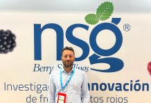 Da Nova Siri Genetics nuove varietà di fragole #vocidellortofrutta Nicola Tufaro breeder Nova Siri Genetics