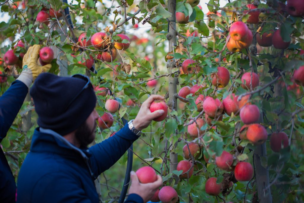 Raccolta mele premium Pink Lady