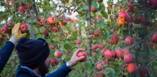 Raccolta mele premium Pink Lady