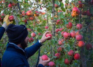 Pink Lady a Madrid racconta i progetti futuri, coinvolti sempre più i giovani Raccolta mele premium Pink Lady