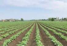 campo patate