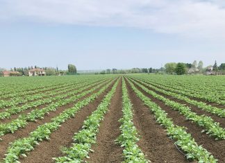 Borsa Patate di Bologna, stabiliti prezzo e acconto per i produttori campo patate