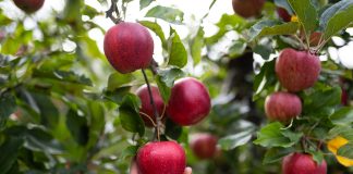 Mela Vog bio Gala (©ArminHuber)