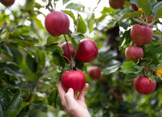 European Organic Day, le mele bio di Vog disponibili 12 mesi all’anno Mela Vog bio Gala (©ArminHuber)