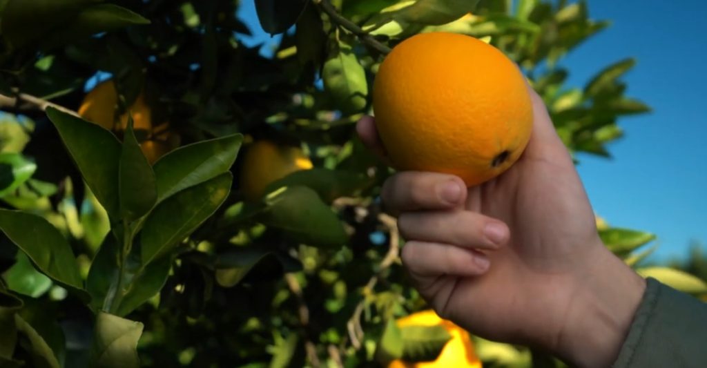 Arance Fresh Del Monte prodotte in Uruguay