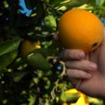 Arance Fresh Del Monte prodotte in Uruguay