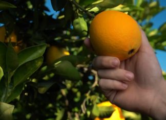 Arance Fresh Del Monte prodotte in Uruguay