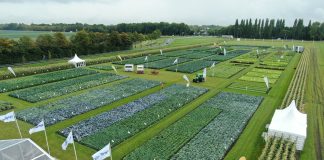 L'appuntamento Fields of innovation di Syngenta è una vetrina sul futuro del breeding