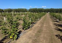 Fichi di Cosenza dop, la sfida calabrese per un prodotto d’eccellenza