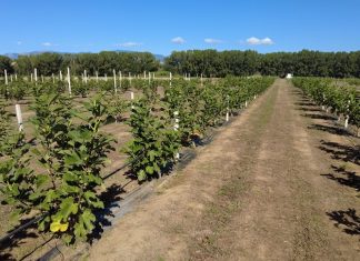 Fichi di Cosenza dop, la sfida calabrese per un prodotto d’eccellenza