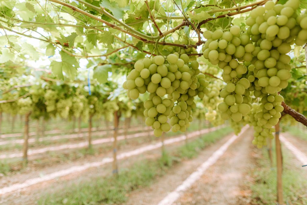 Vigneto uva bianca Peviani