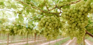 Vigneto uva bianca Peviani