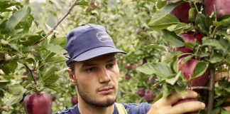 Il liquidato ai soci La Trentina riguarda il conferimento di prodotti come mele, pere, kiwi e susine (foto archivio Apot)