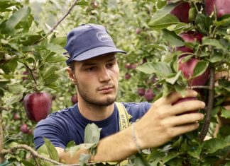 La Trentina, ricavi e liquidato oltre le stime Il liquidato ai soci La Trentina riguarda il conferimento di prodotti come mele, pere, kiwi e susine (foto archivio Apot)
