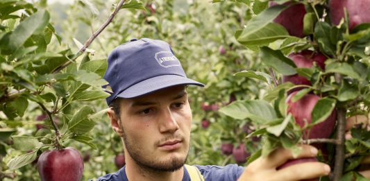 Il liquidato ai soci La Trentina riguarda il conferimento di prodotti come mele, pere, kiwi e susine (foto archivio Apot)