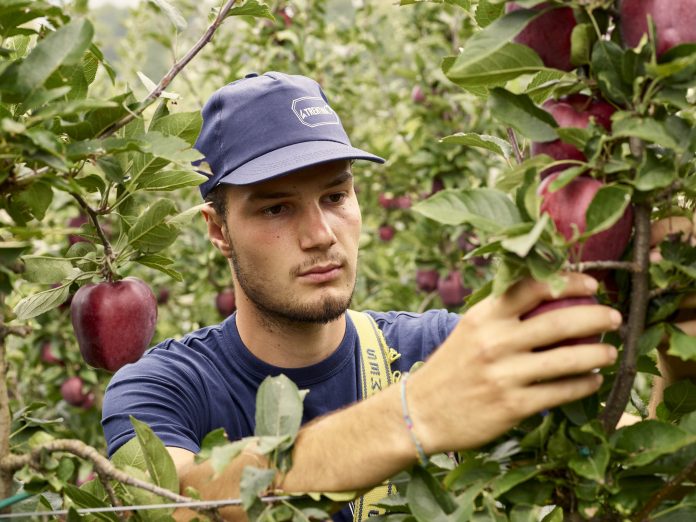 Il liquidato ai soci La Trentina riguarda il conferimento di prodotti come mele, pere, kiwi e susine (foto archivio Apot)