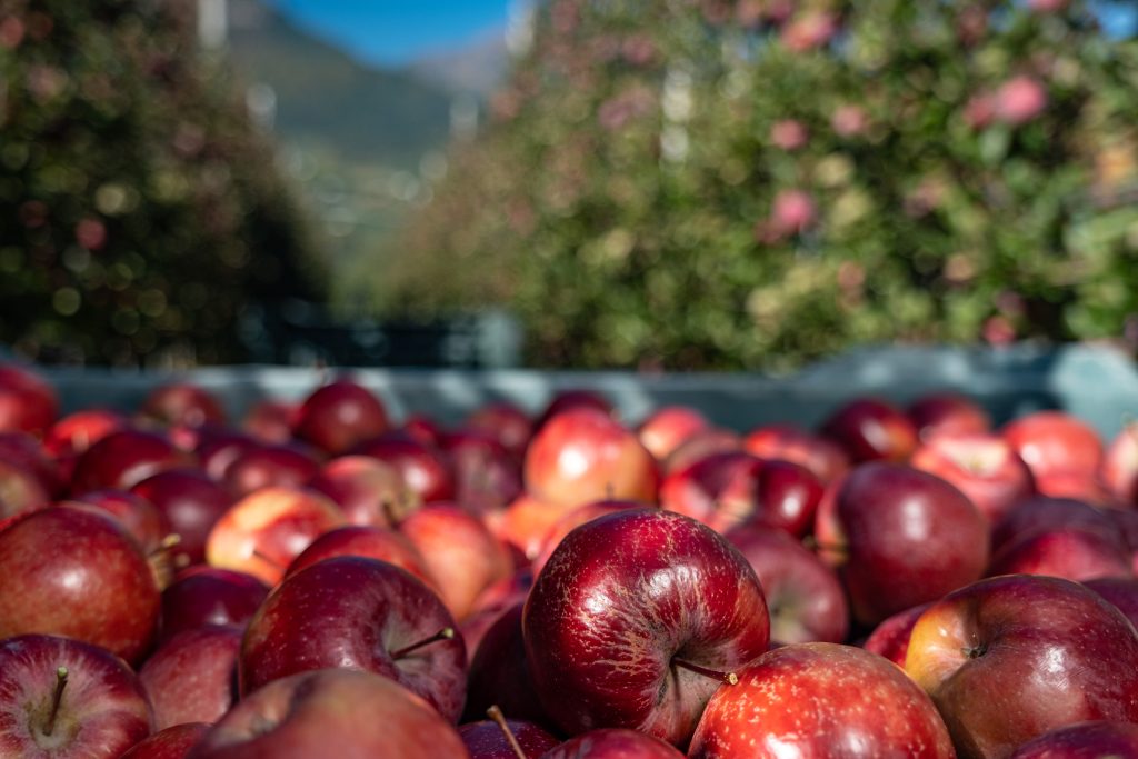 Mele Consorzio Melinda