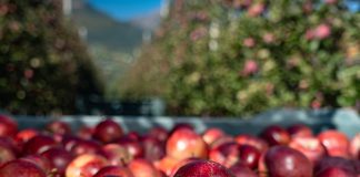 Mele Consorzio Melinda