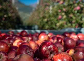 Melinda, ricavi in crescita rispetto alle previsioni Mele Consorzio Melinda