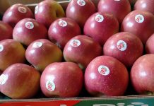 Igp e innovazione: la sfida futura di Melapiù, la mela di pianura